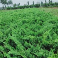 小苗沙地柏，營養(yǎng)杯，沙地柏，金帶，小波，塔快，東北連翹，朝鮮