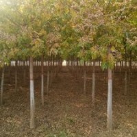 金葉復(fù)葉槭9-13