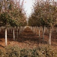 8-9絢麗海棠2千棵