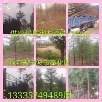 大量供應優(yōu)質池杉，胸徑5-15公分