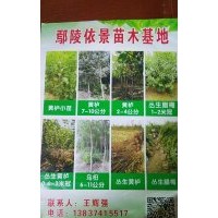 專供叢生黃櫨，烏桕，臘梅，皂角