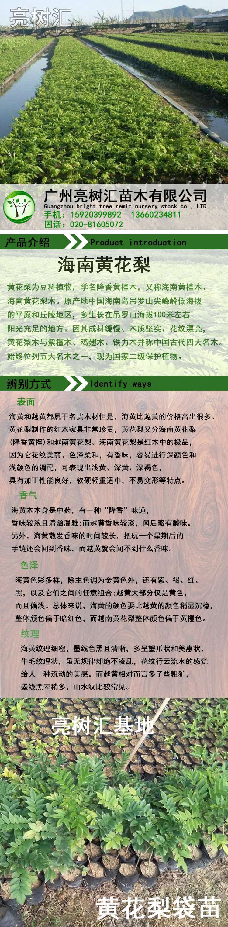 黃花梨