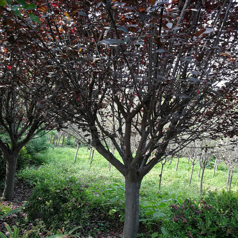 微信圖片_20170922090113_副本