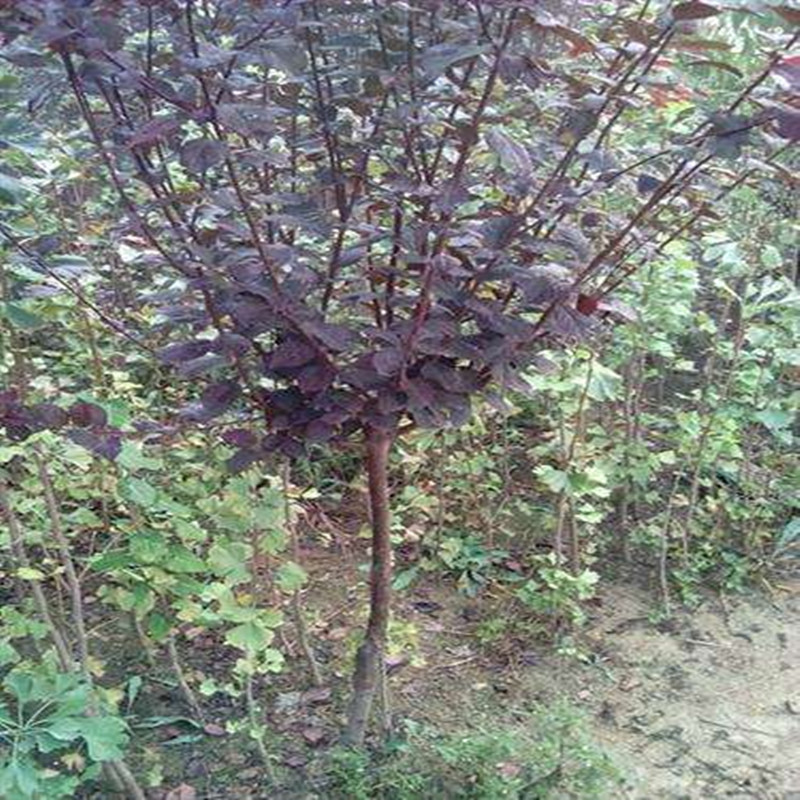 微信圖片_20170922090059_副本