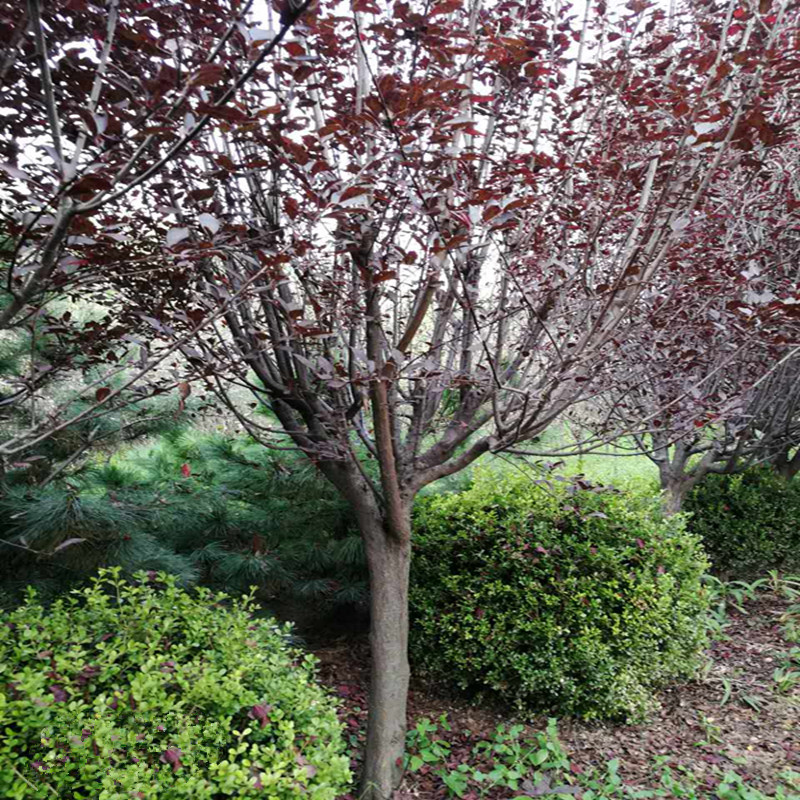 微信圖片_20170922090120_副本