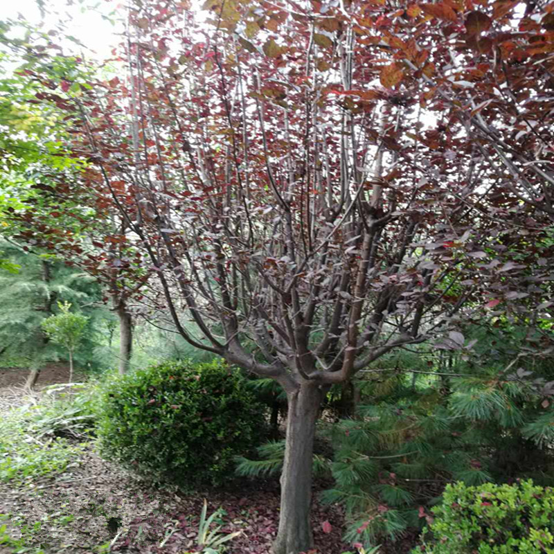 微信圖片_20170922090116_副本