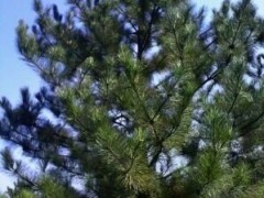 油松的種植方法、分布地區(qū)、圖片參考