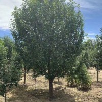 八棱海棠價(jià)格