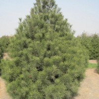 1.5米白皮松油松