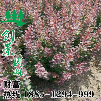 紅葉小檗基地直銷