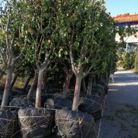 懷來縣八棱海棠