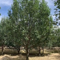 2023年八棱海棠樹