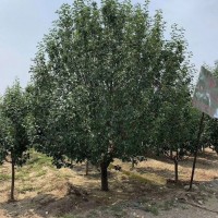 15公分八棱海棠樹