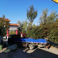 10公分八棱海棠價(jià)格