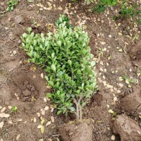 大葉黃楊球基地直銷