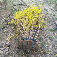 迎春球_基地低價(jià)出售