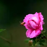 玫瑰苗大量清地處理