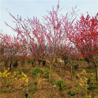 紫葉桃