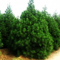 常年供應(yīng)各規(guī)格白皮松