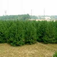 山西絳縣白皮松