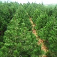 工程用苗  油松