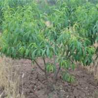 低價(jià)處理5公分桃樹