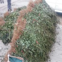 花椒苗處理量大