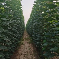 三公分梓樹(shù)