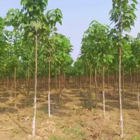 五公分梓樹(shù)