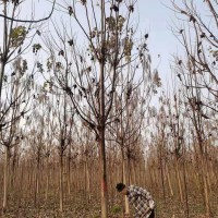 14公分楸樹(shù)