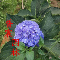 八仙花