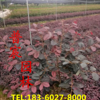 紅花繼木苗