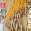 供龍爪槐黃金槐絲棉木