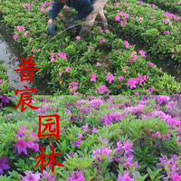 杜鵑花苗