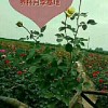 供月季營養(yǎng)杯苗玫瑰苗