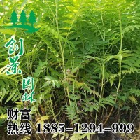 珍珠梅苗圃直銷