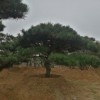 造型油松高度1-8米