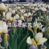 德國(guó)鳶尾