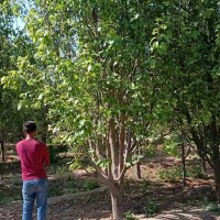 15公分八棱海棠價(jià)格