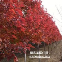 美國(guó)紅楓紅點(diǎn)