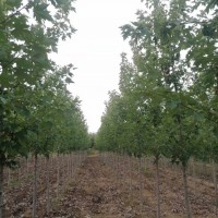 美國(guó)紅楓紅點(diǎn)