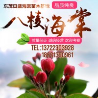 12公分八棱海棠樹