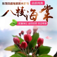 3-20公分八棱海棠