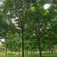 沭陽(yáng)優(yōu)質(zhì)欒樹