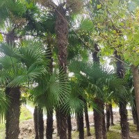 棕櫚