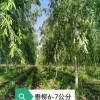 柳樹(shù)：各種規(guī)格柳樹(shù)