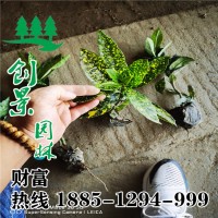 灑金珊瑚小杯苗