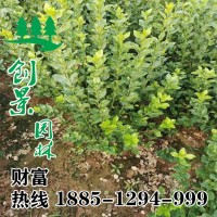 大葉扶芳藤毛球