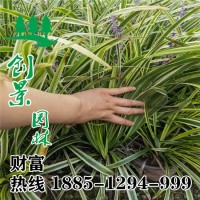 金邊麥冬價格多少錢