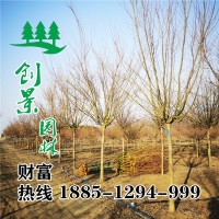 雞爪槭高桿雞爪槭